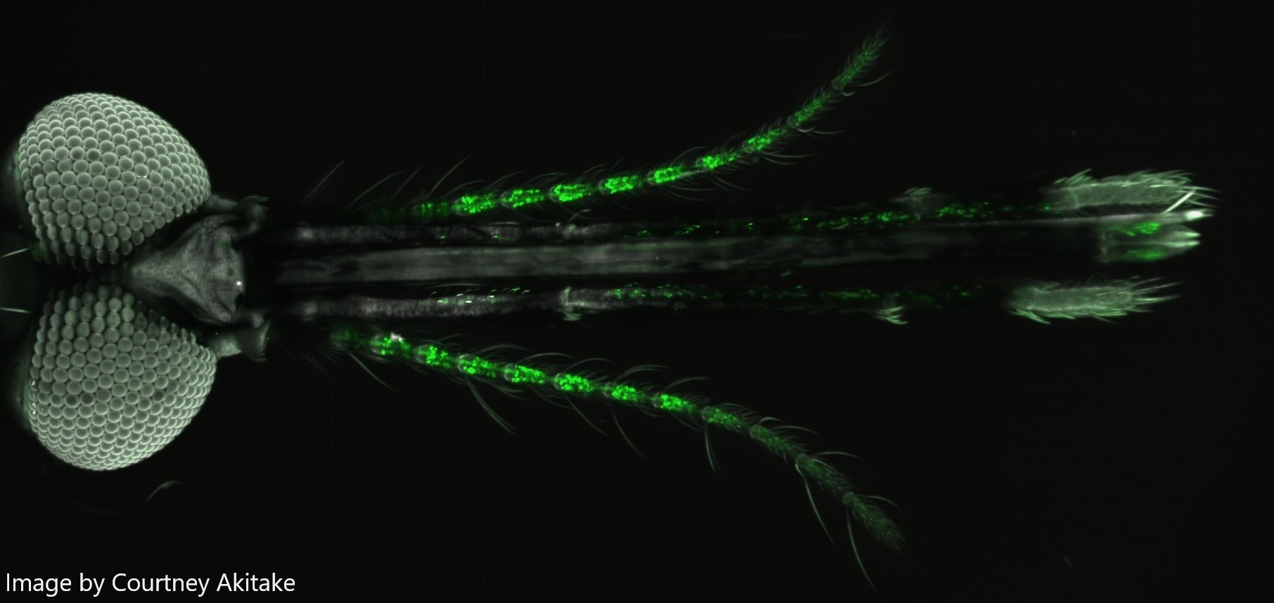 Insect Neuro Lab